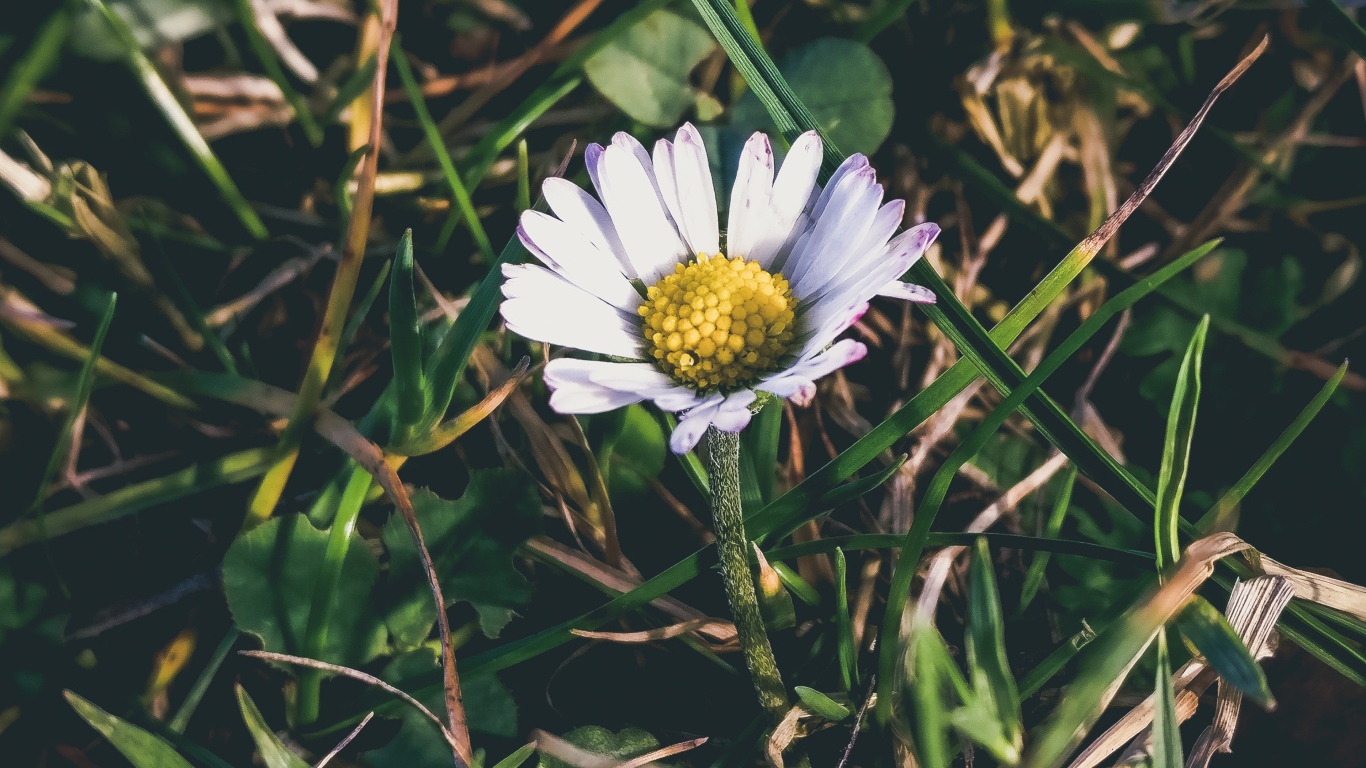 Белая ромашка с желтой серединкой в зеленой траве