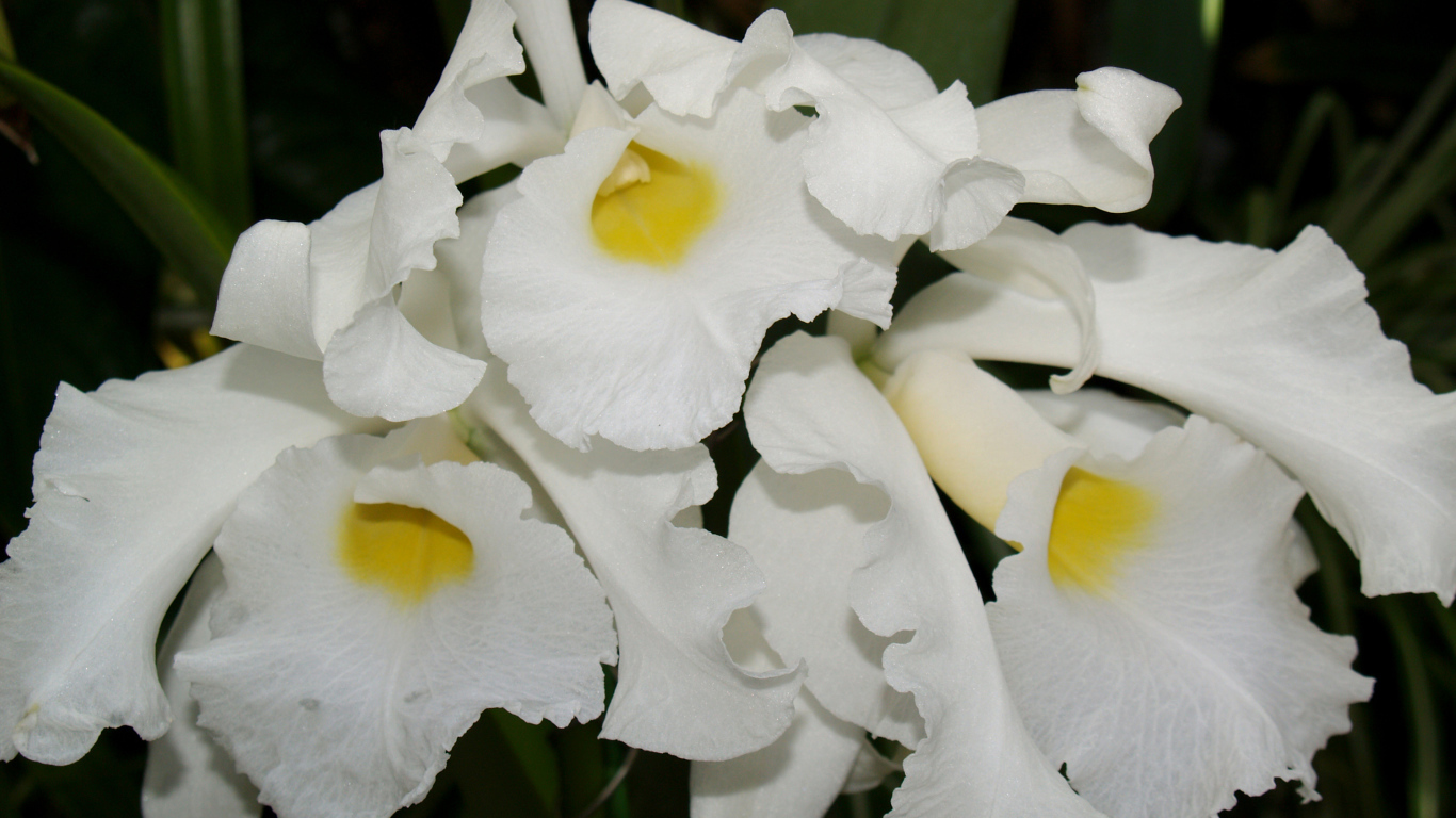 Белые экзотические орхидеи крупным планом