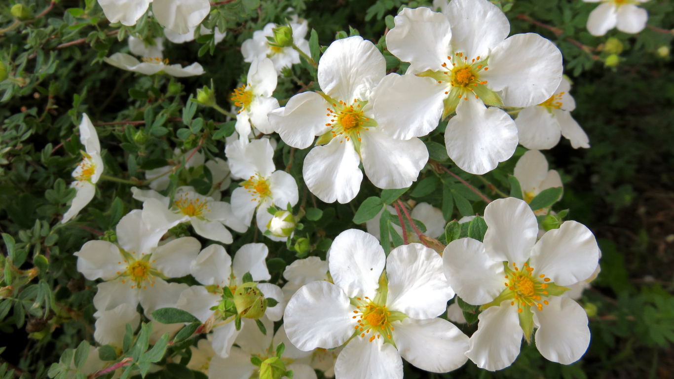 Белые цветы на ветке дерева крупным планом