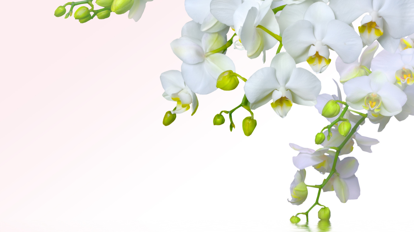 Ветка белой орхидеи на белом фоне, шаблон для открытки