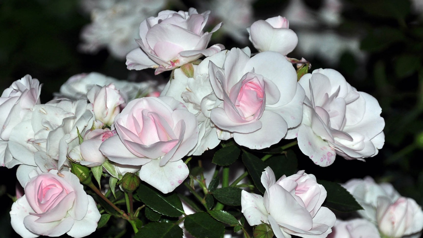 Белые розы с розовыми серединками