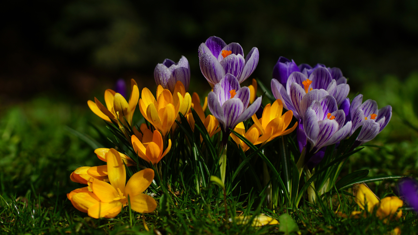 Желтые и фиолетовые цветы крокусы  
