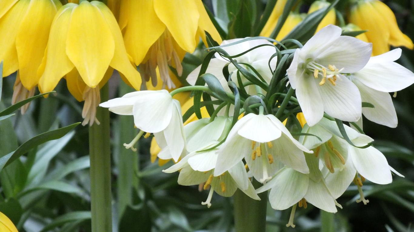 Желтые и белые цветы рябчики в саду