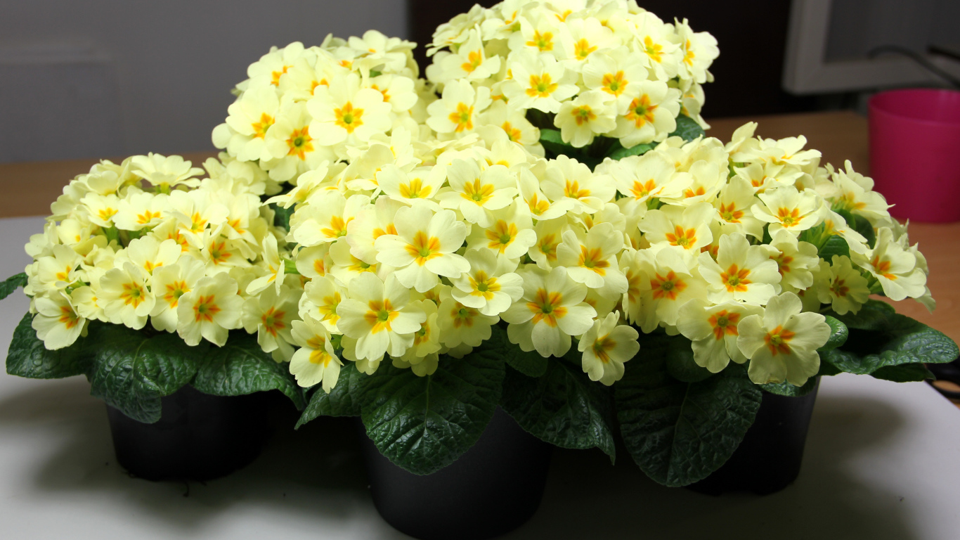 Желтые комнатные цветы примула в горшочках