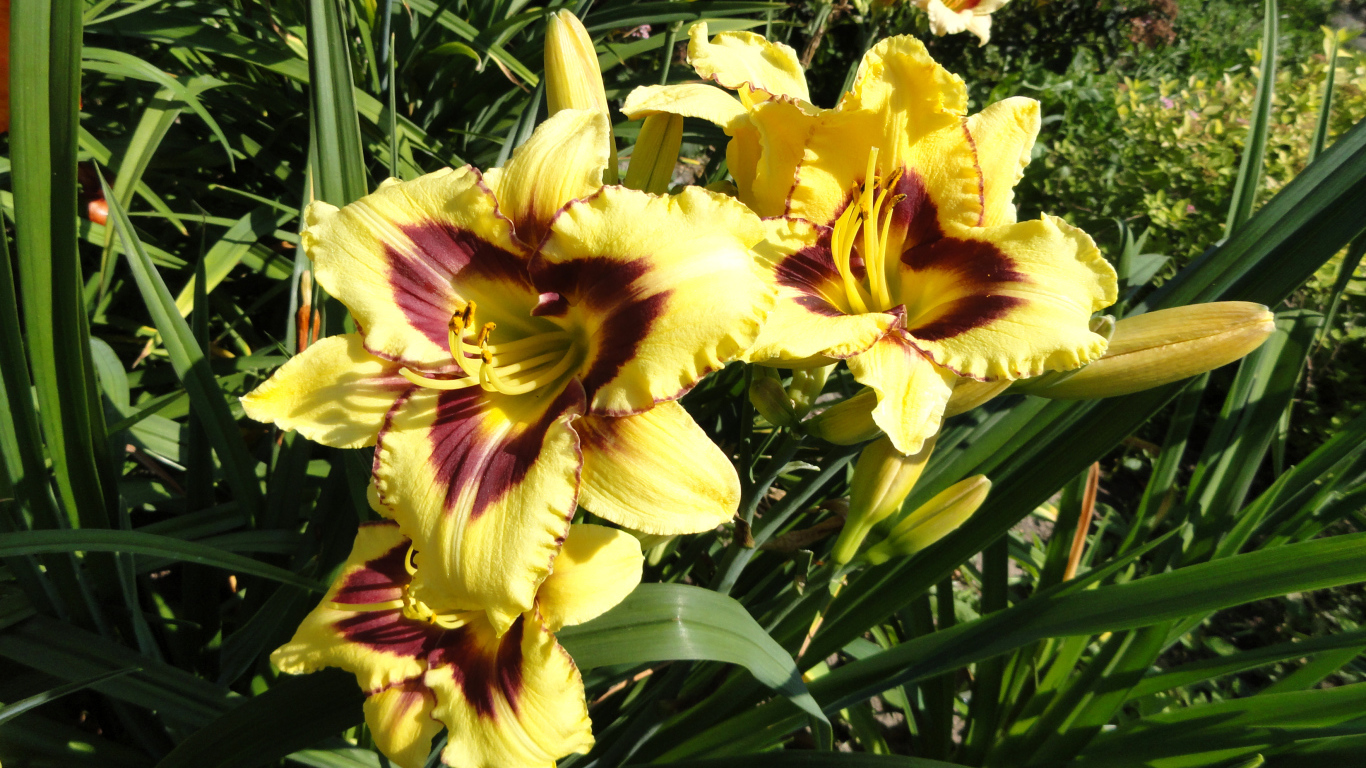 Желтые лилии с бутонами на клумбе