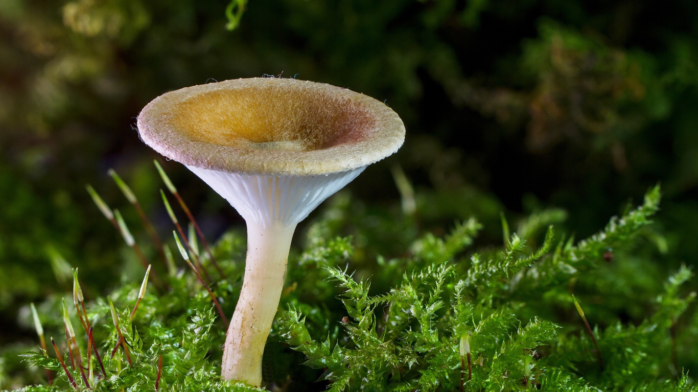 Маленький гриб на покрытой зеленью земле