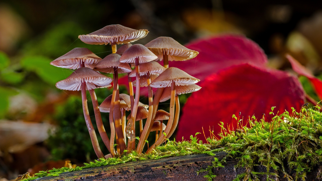 Маленькие грибы растут на сухом дереве покрытом зеленым мхом