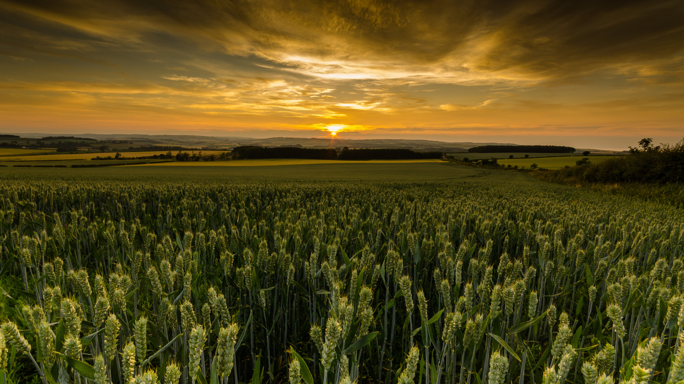 Закат солнца над полем зеленой пшеницы 