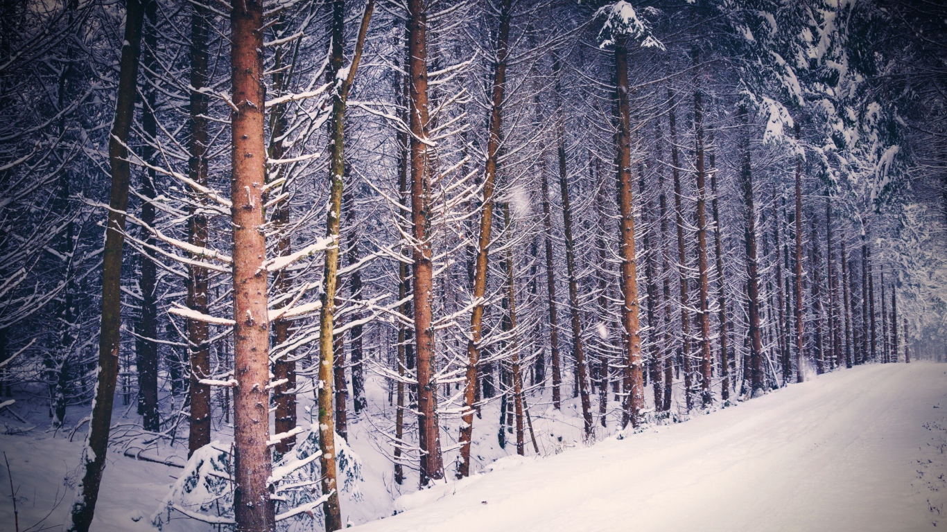 Высокие покрытые снегом сосны у дороги зимой