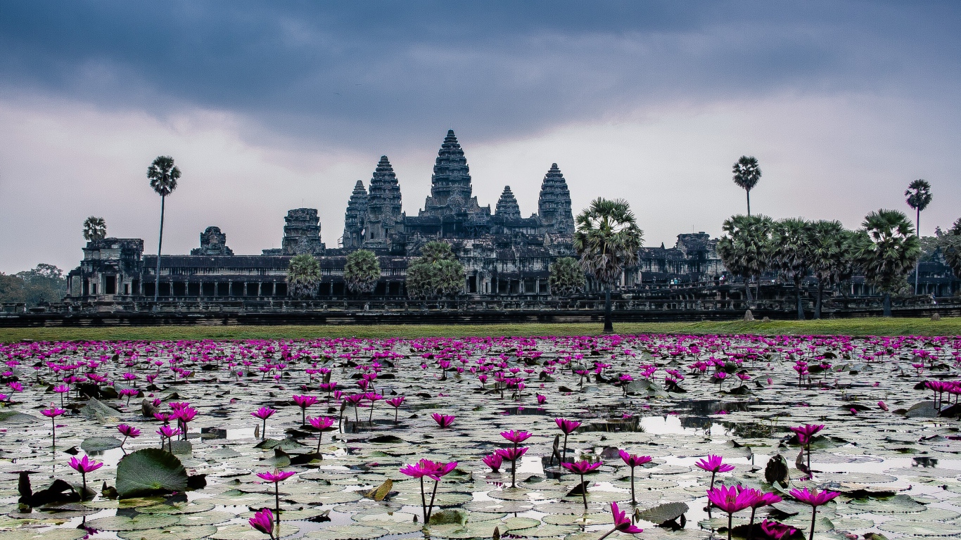 Цветущие лотосы на фоне храмового комплекса Ангкор Ват, Камбоджа 