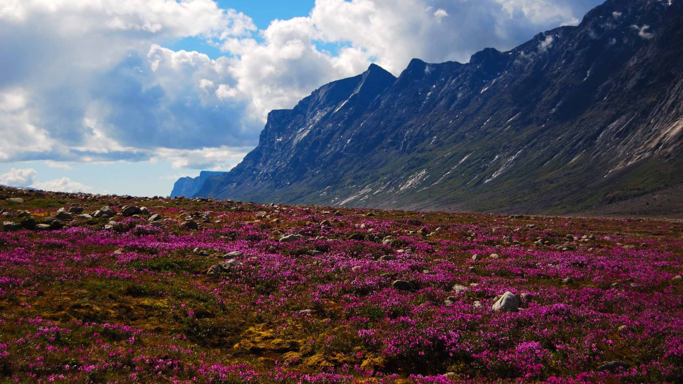 Цветущая природа национального парка Ауюиттук, Канада 