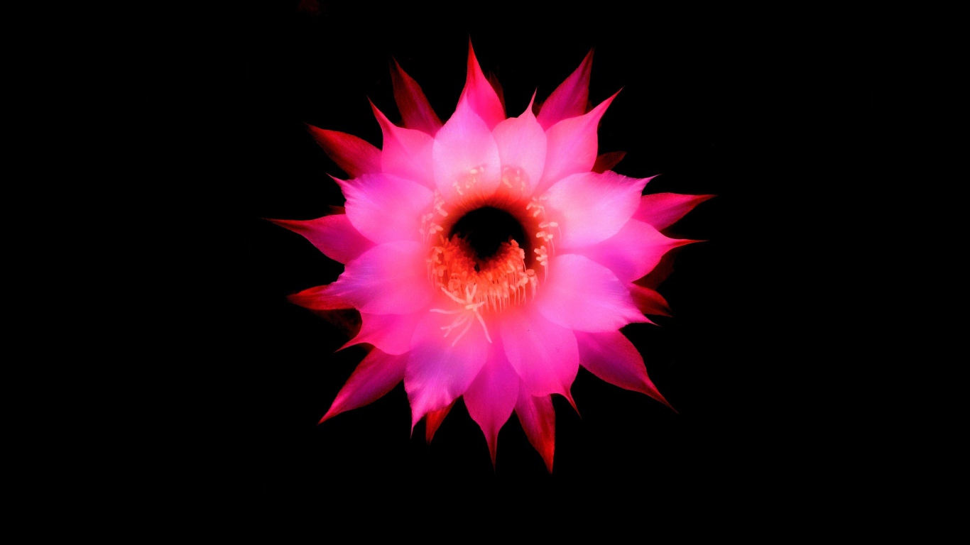 Розовый цветок на черном фоне, 3д графика