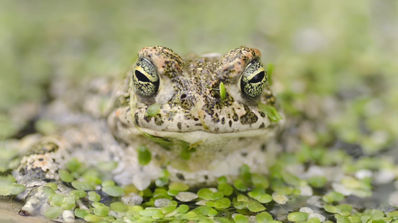 Большая лягушка в пруду