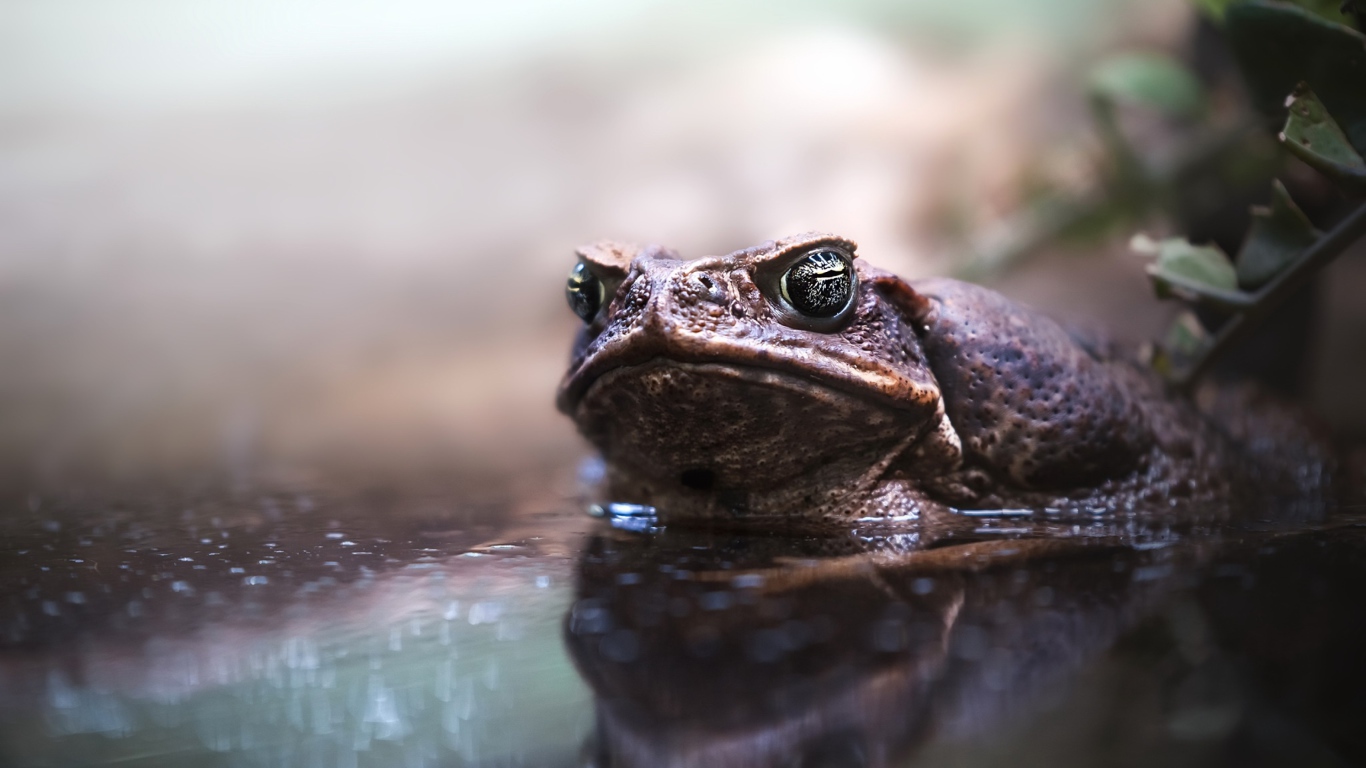 Большая жаба сидит в воде