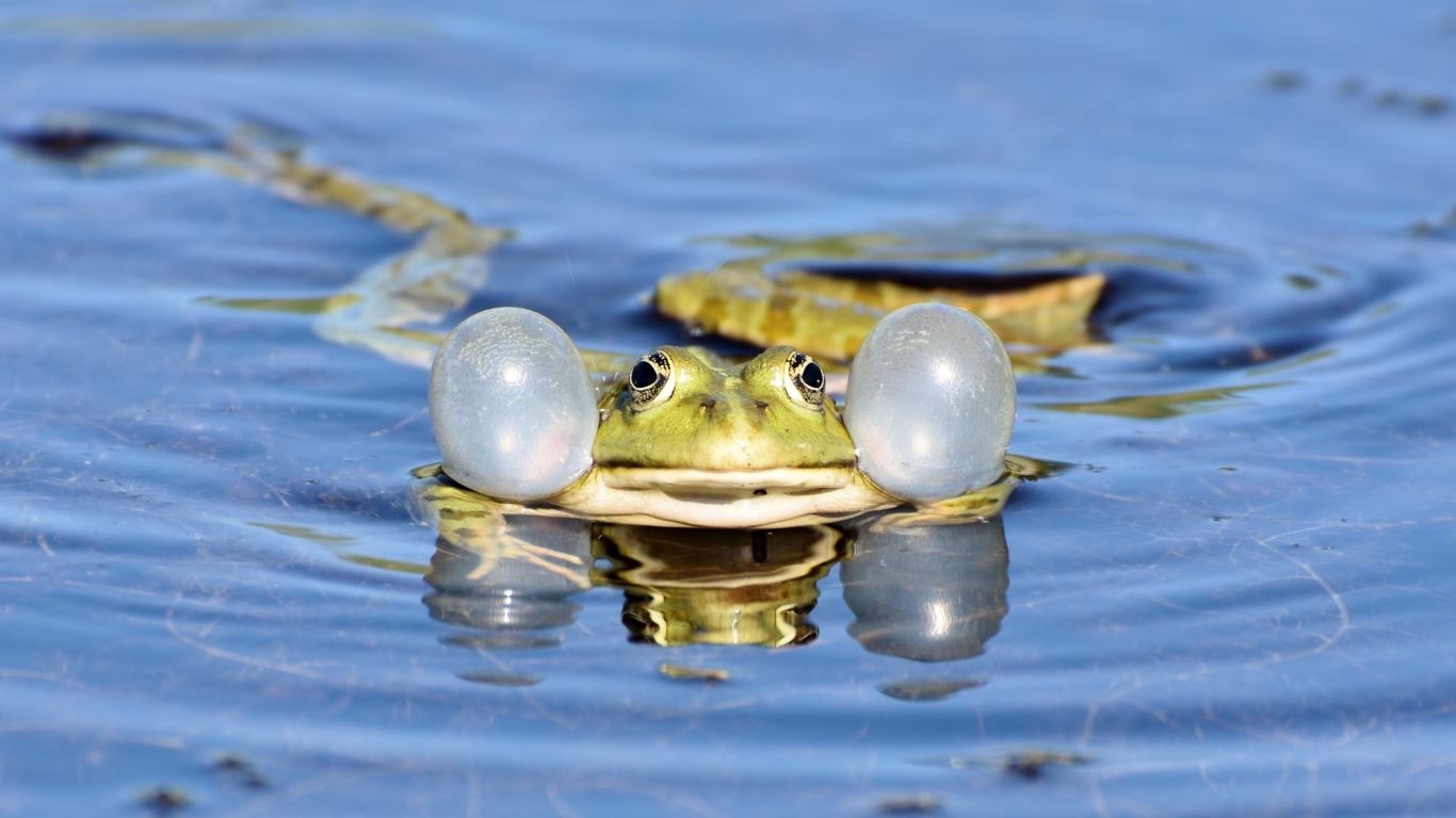 Green frog with puffy cheeks in the water