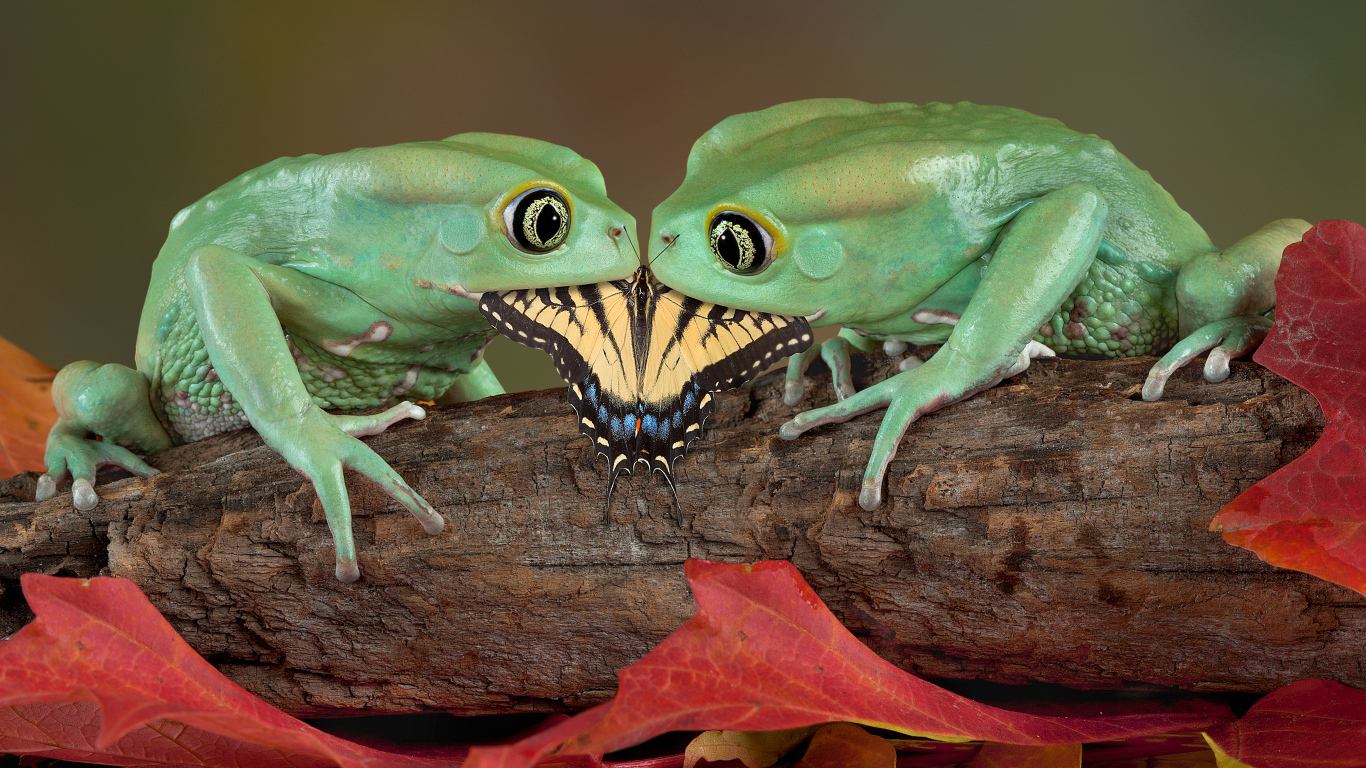 Две зеленые лягушки едят бабочку