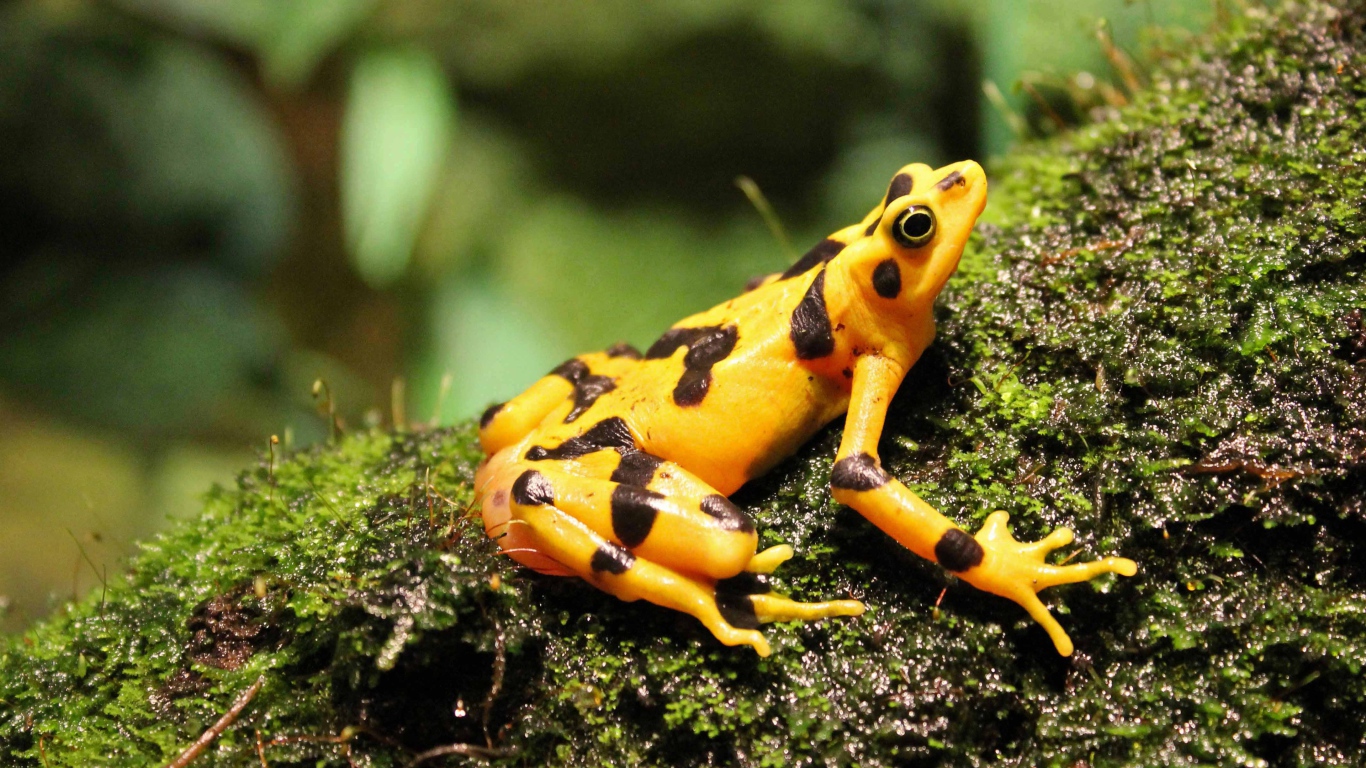 Желтая лягушка сидит на мокром мху