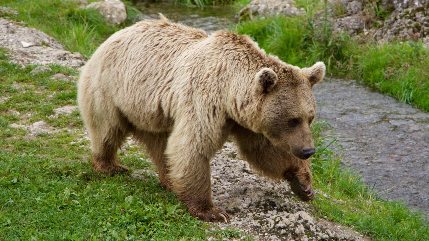 Большой бурый медведь идет по зеленой траве у ручья