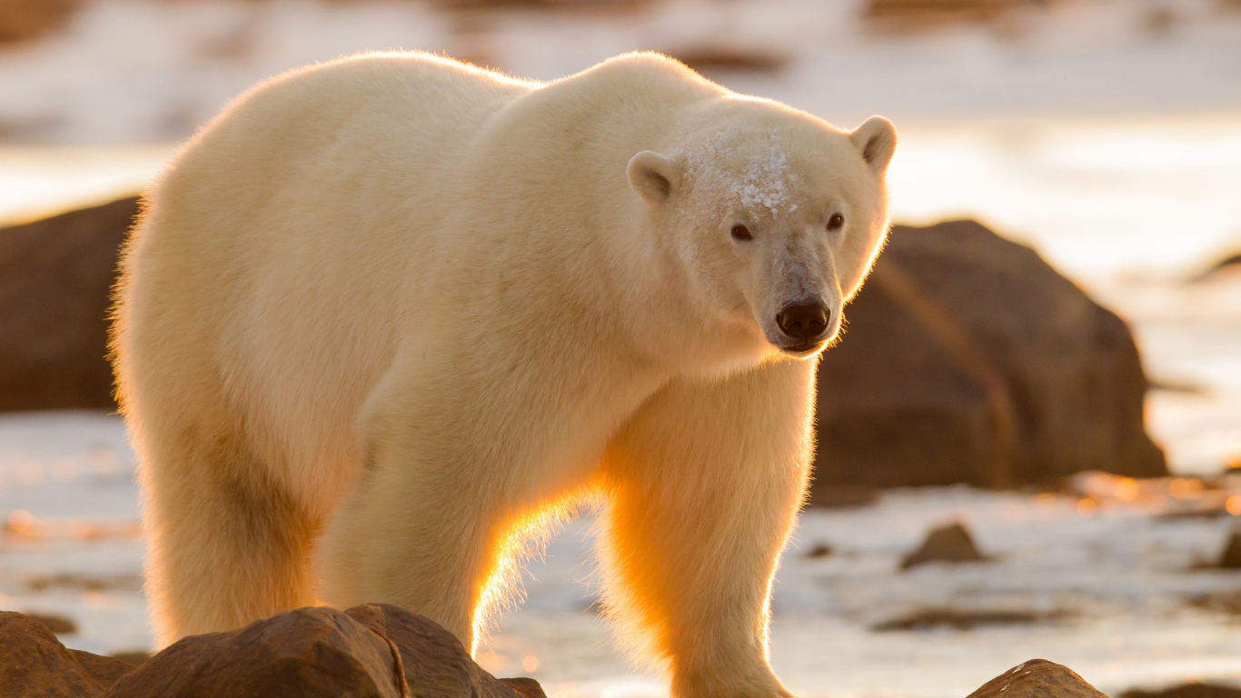 Большой белый медведь идет по камням при свете солнца