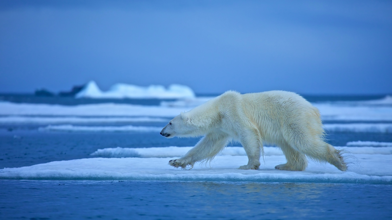 Белый медведь идет по льдине