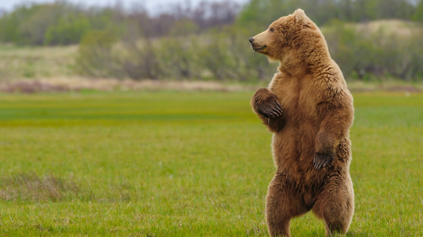 Большой бурый медведь на зеленой траве