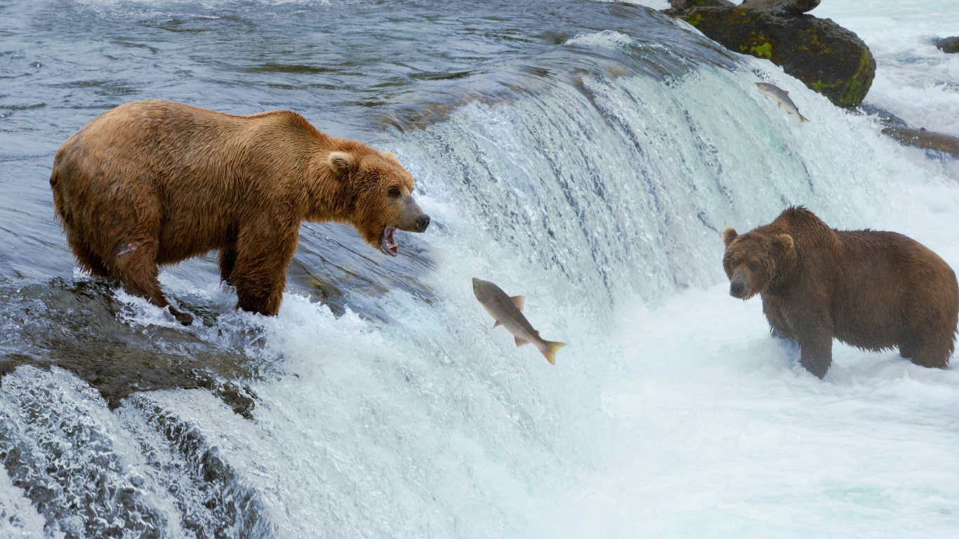 Brown bears catch fish on the river
