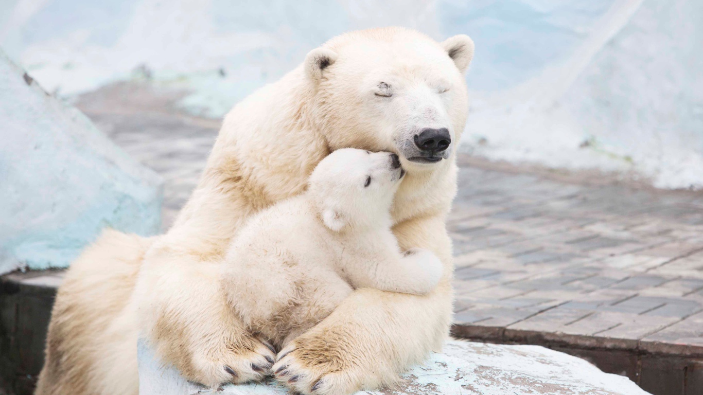 Large white bear hugs a cub