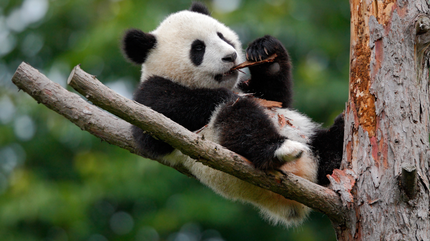 Панда грызет кору на дереве