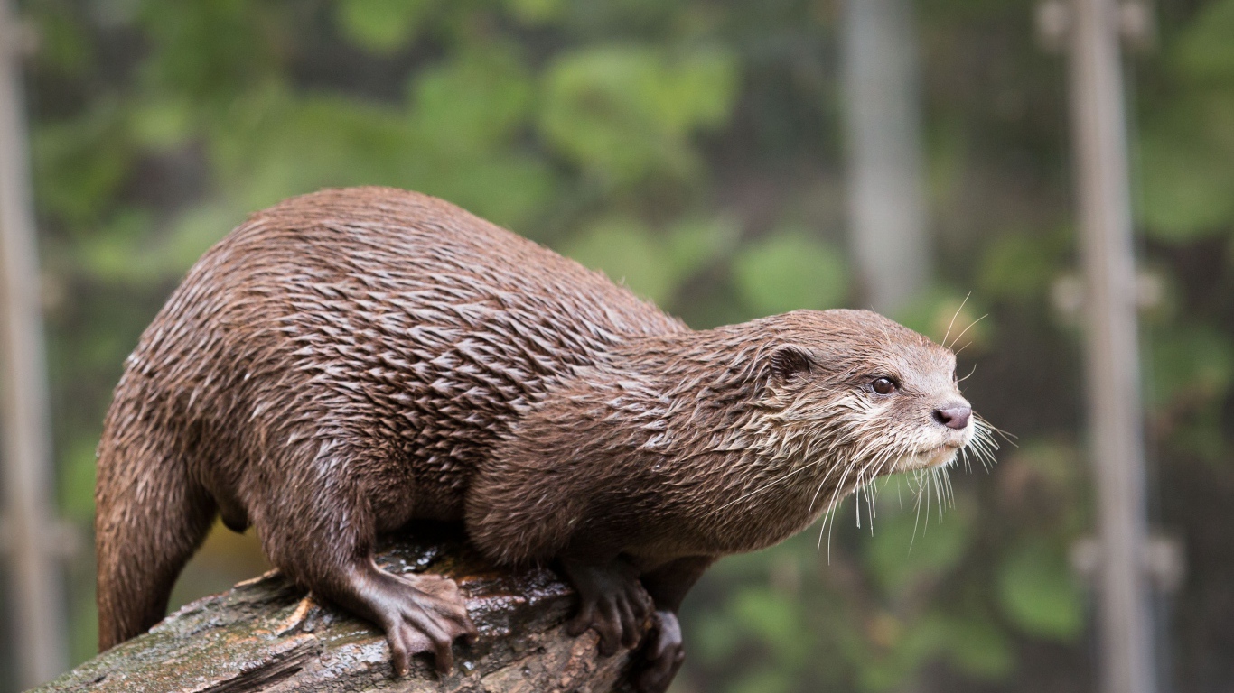 Мокрая выдра  стоит на дереве