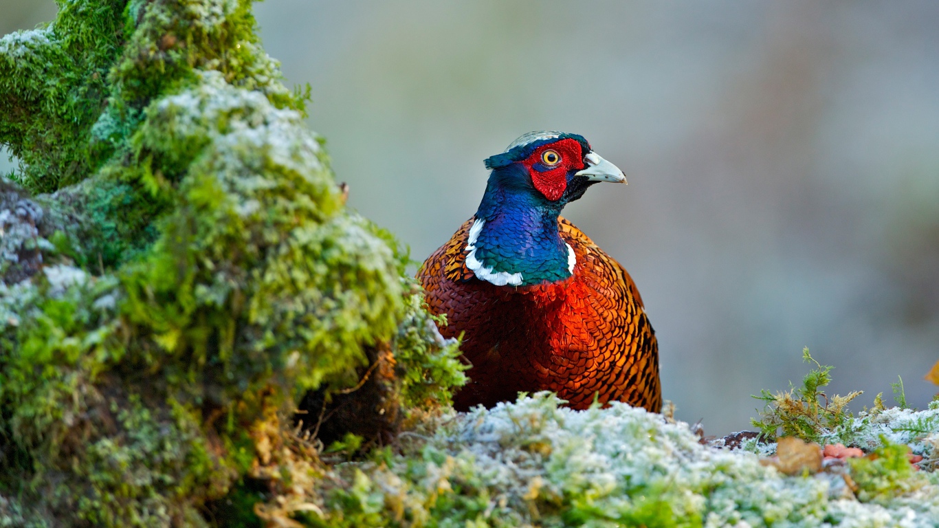 Красивый разноцветный фазан сидит на траве покрытой мхом