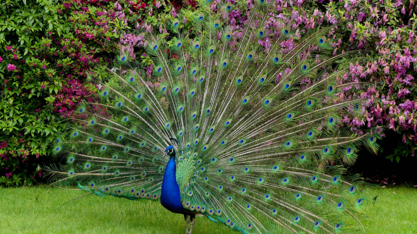 Красивый павлин распушил хвост 