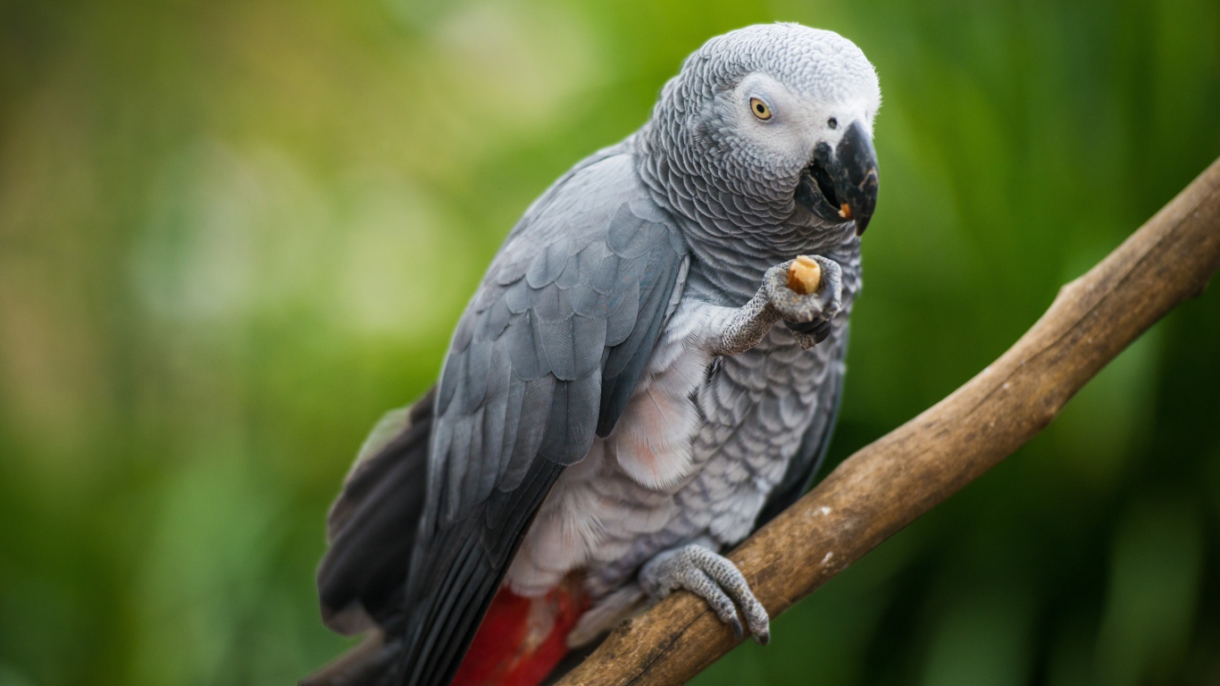 Серый попугай сидит на ветке