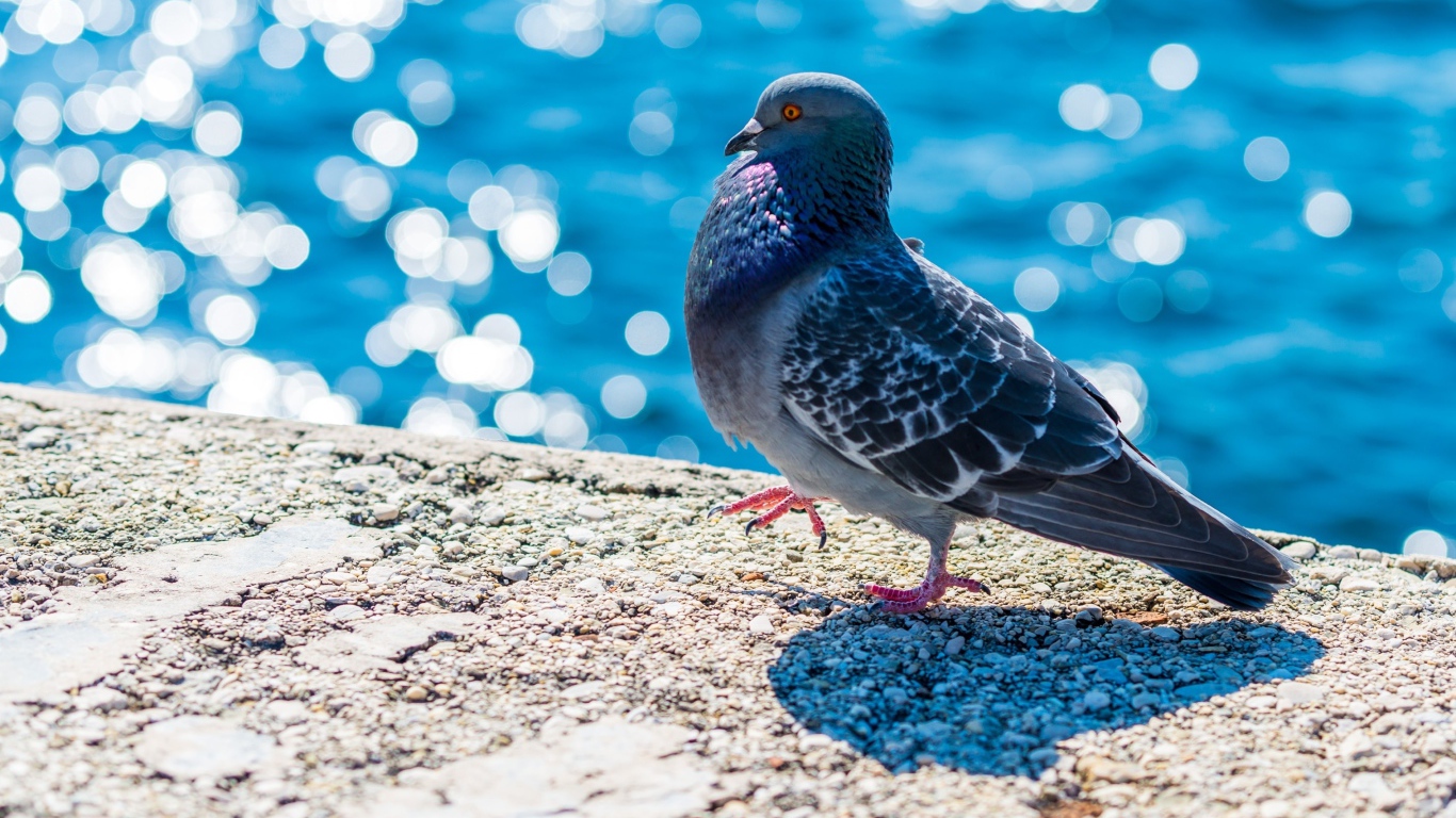 Серый голубь стоит у воды