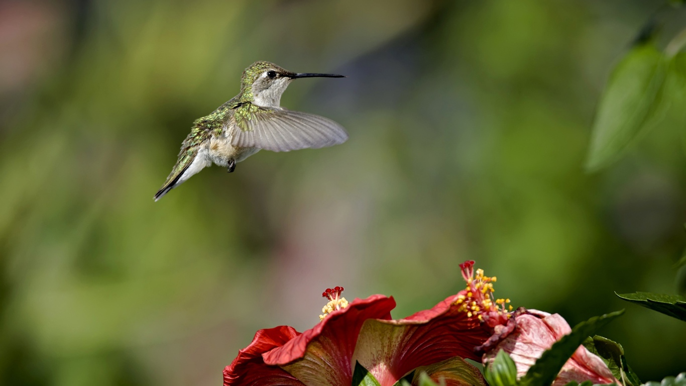 Маленькая птичка колибри летает над красными цветами гибискуса