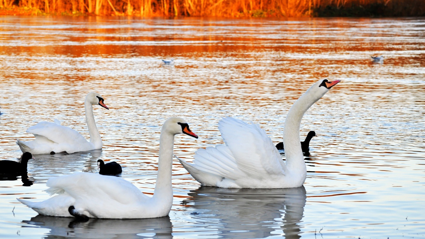 Красивые белые лебеди на пруду