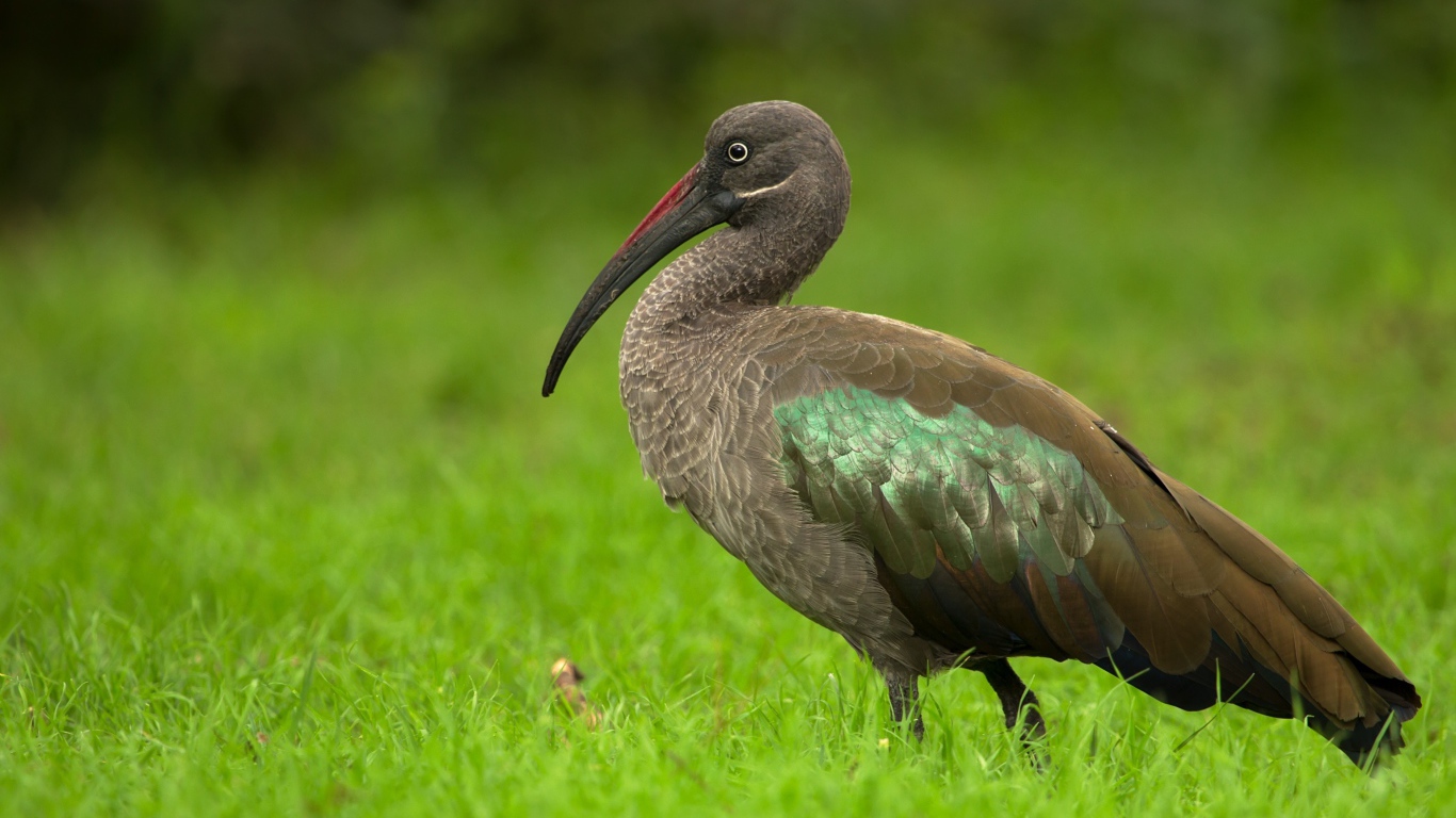 Большой ибис в зеленой траве крупным планом