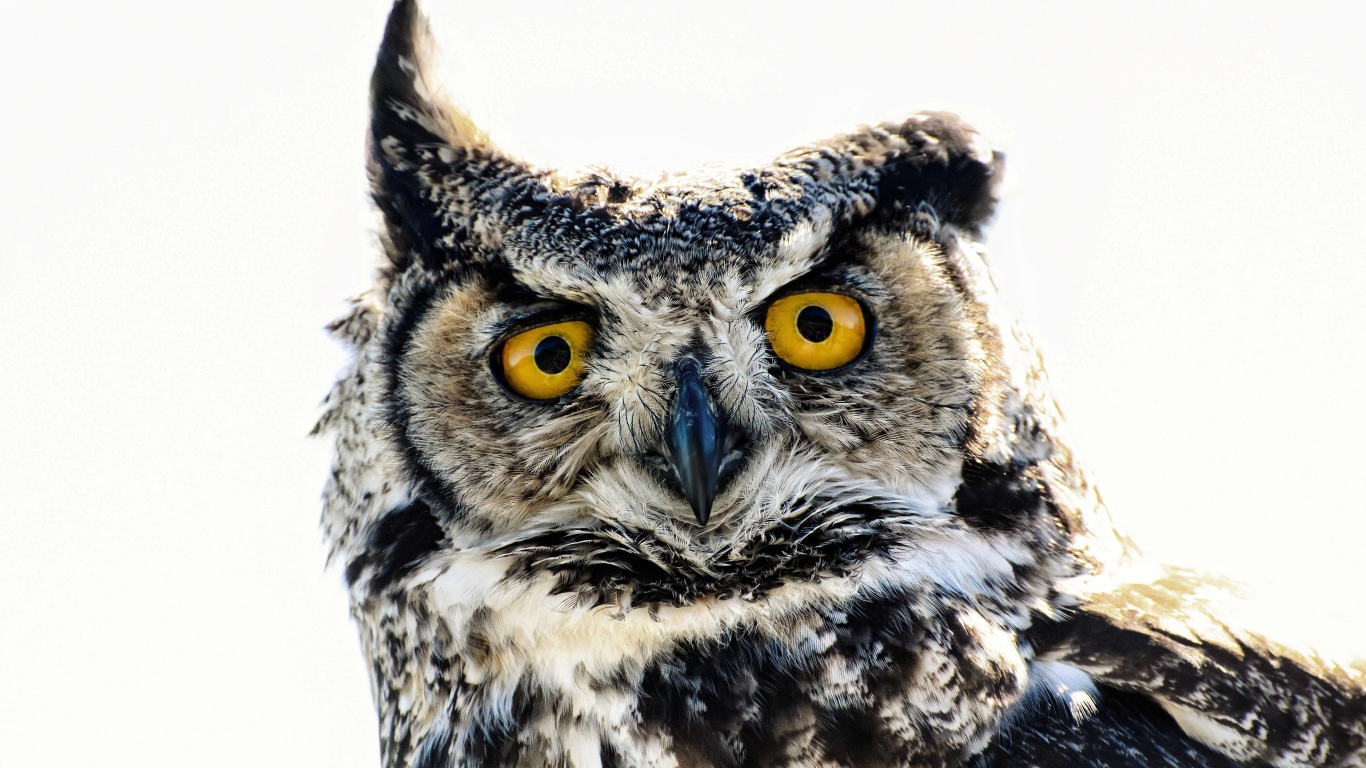 Большая сова на белом фоне крупным планом