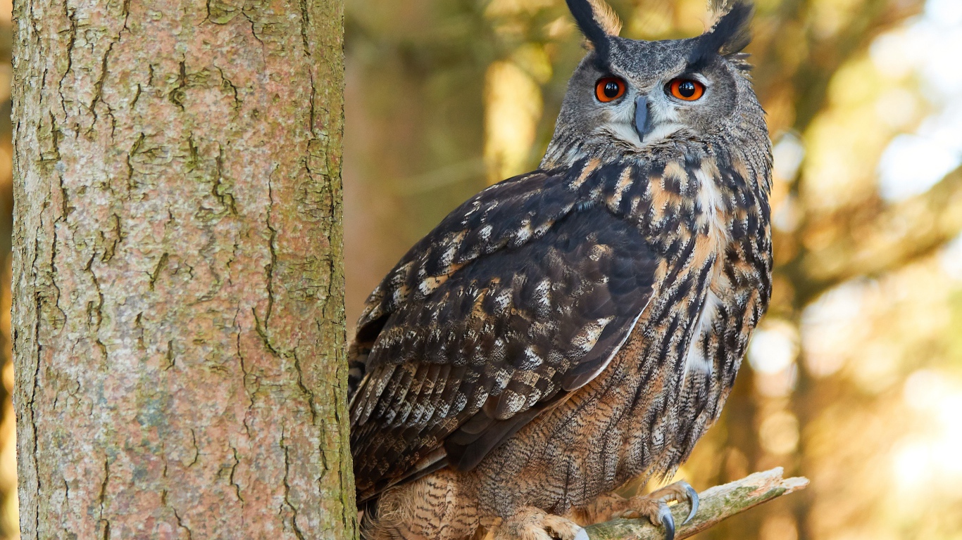 Большая сова сидит на ветке дерева