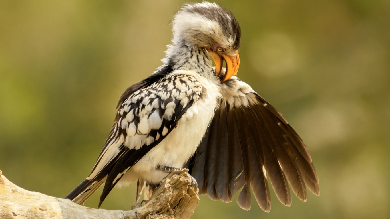 Птица чистит перья на ветке 