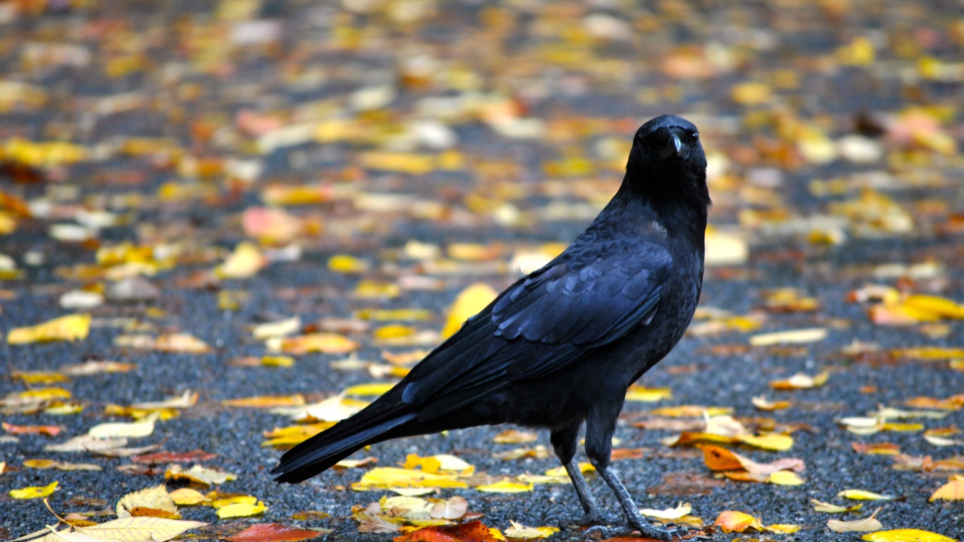 Черный ворон на земле с желтыми опавшими листьями осенью 