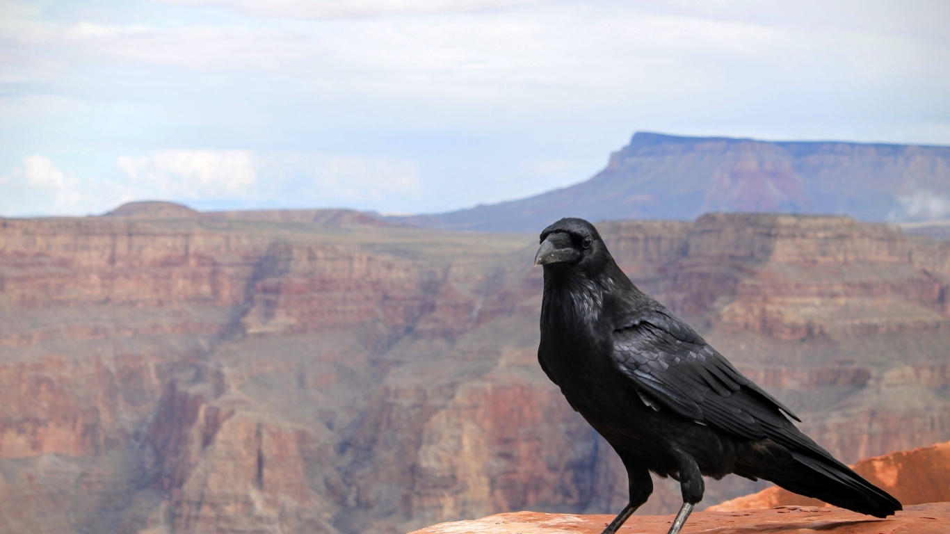 Черный ворон сидит на скале на фоне неба