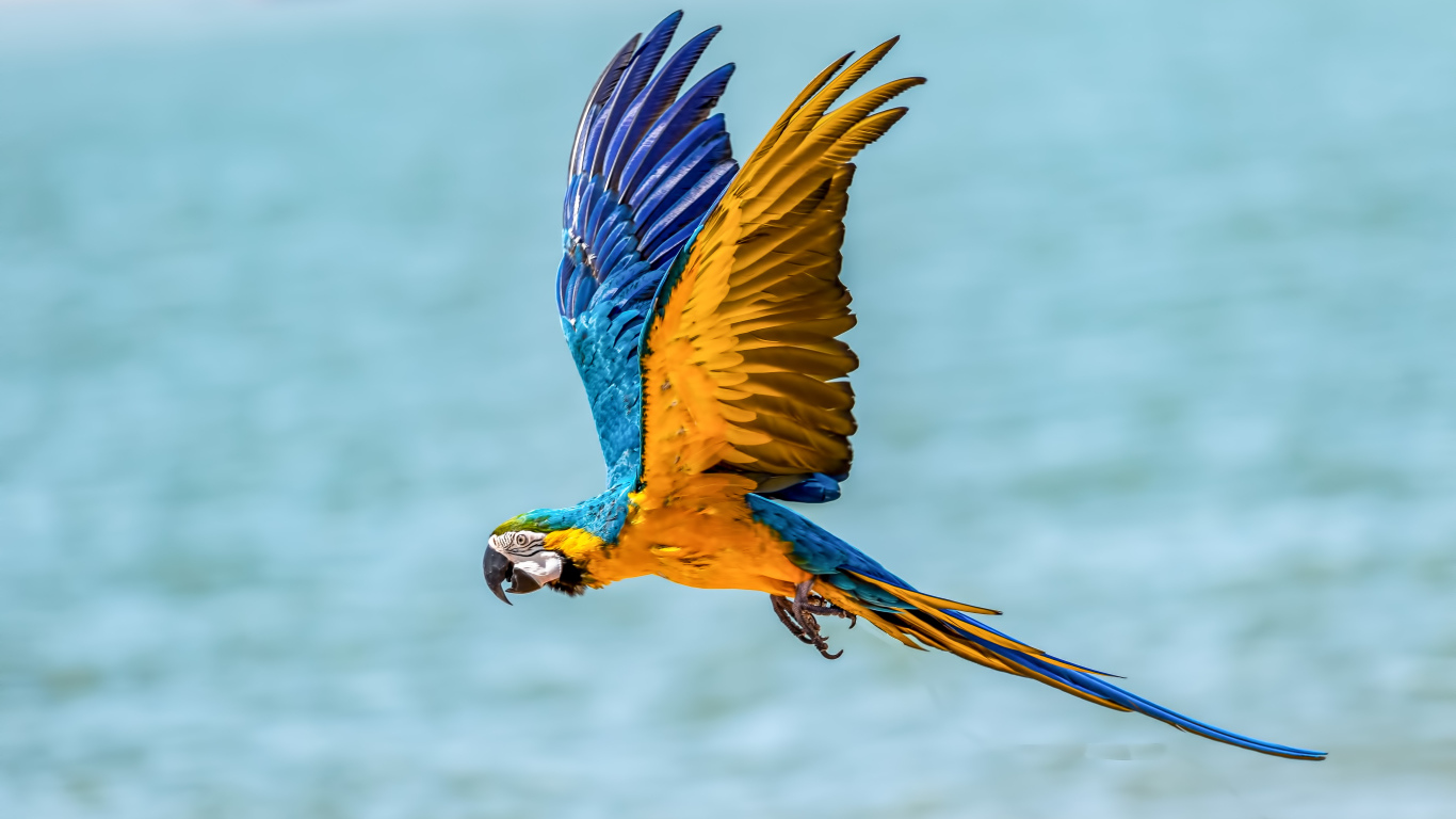 Попугай голубо-желтый ара летит над водой