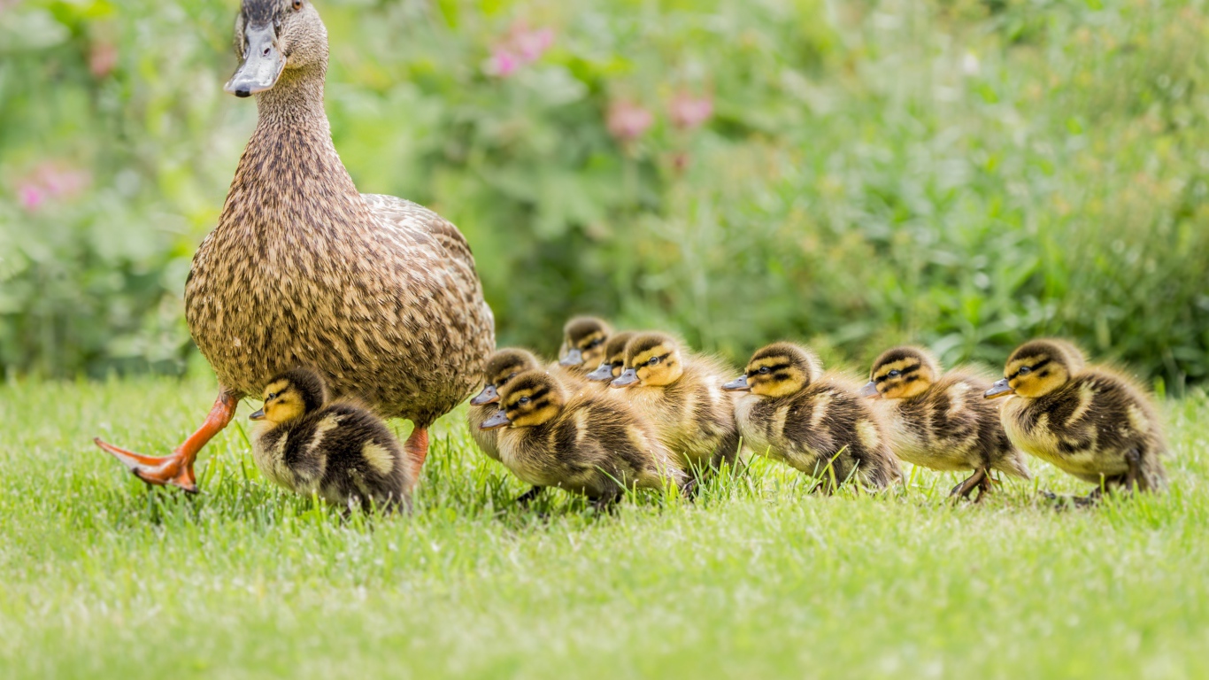 Утка с маленькими утятами идет по зеленой траве