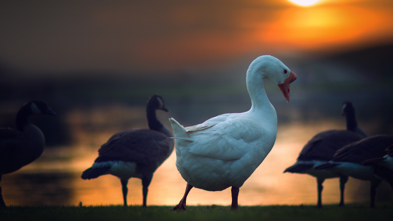 Гуси на фоне солнца на закате