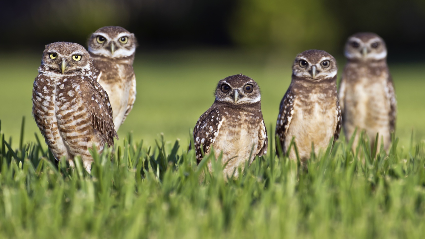 Серые совы сидят в зеленой траве