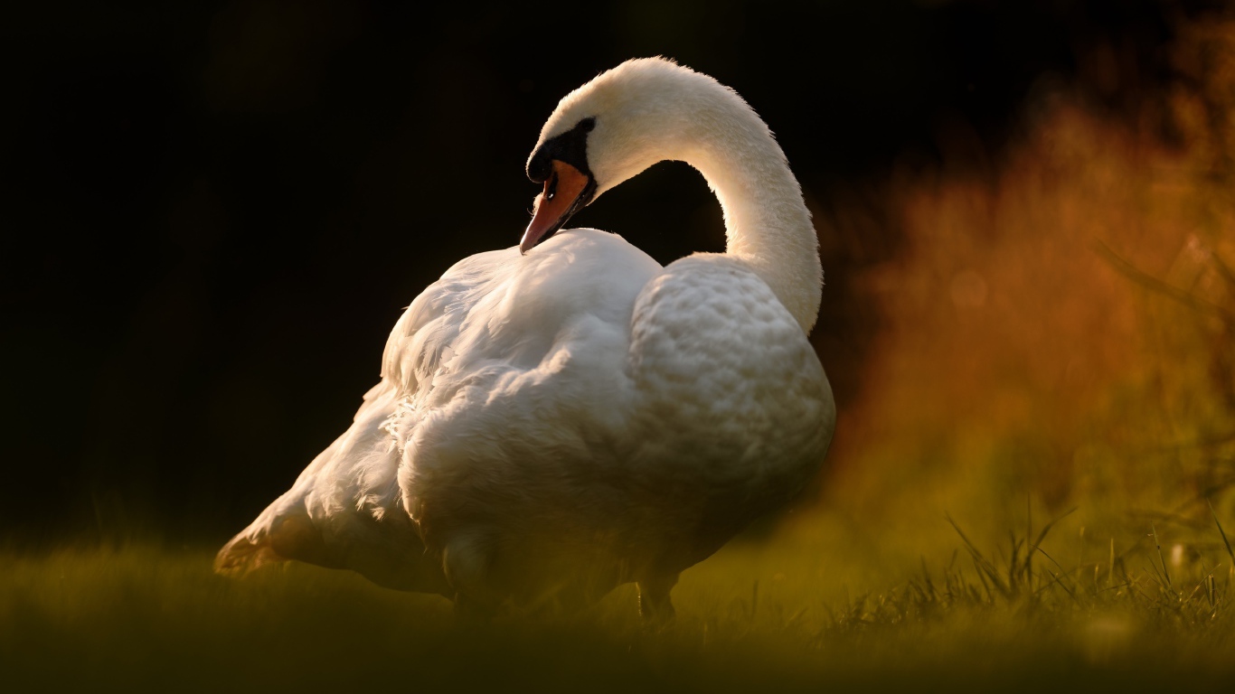 Большой белый лебедь стоит на зеленой траве