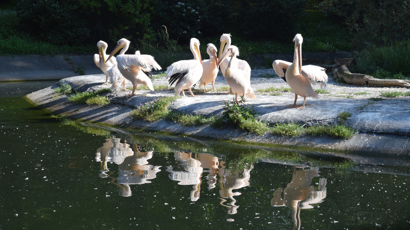 Много пеликанов на берегу водоема