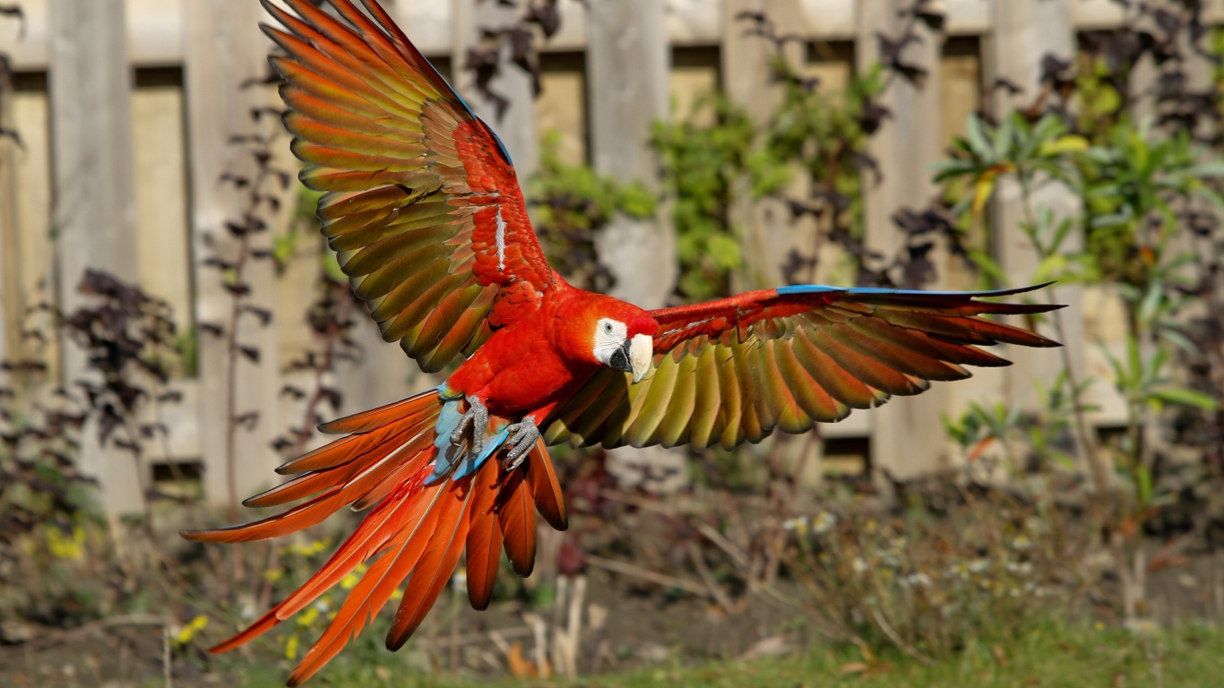 Попугай красный ара в полете 