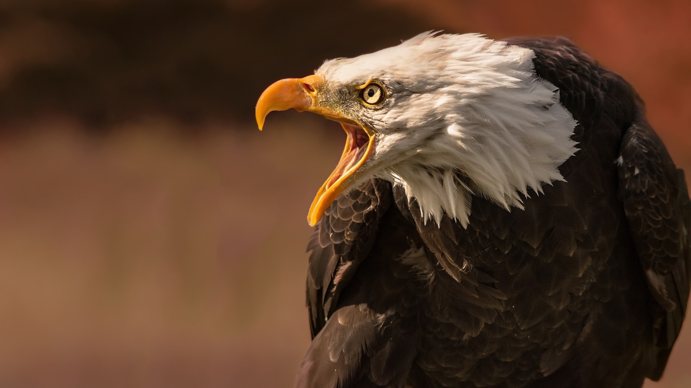 Грозный белоголовый орел с открытым клювом 