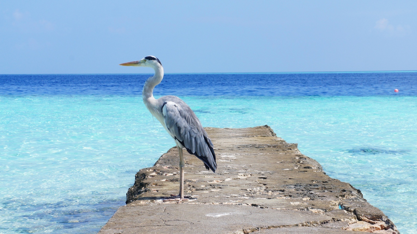 Цапля стоит на каменном мосту на фоне моря